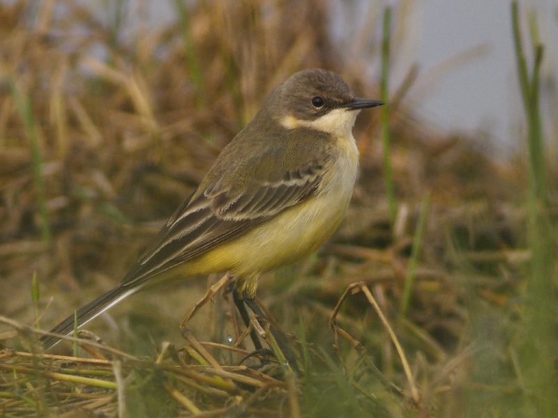 Cutrettole : sottospecie da identificare